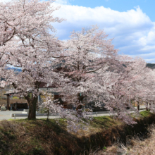 井戸桜並木の画像