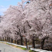 井戸桜並木の画像