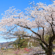 井戸桜並木の画像