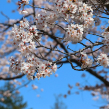 井戸桜並木の画像