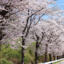 井戸桜並木の画像