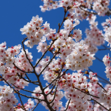 井戸桜並木の画像