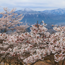 美の山公園桜の画像