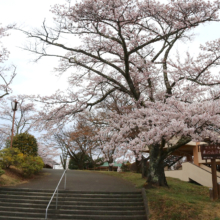 美の山公園桜の画像