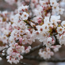 美の山公園桜の画像