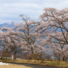 美の山公園桜の画像