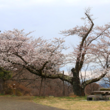 美の山公園桜の画像