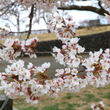 美の山公園桜の画像