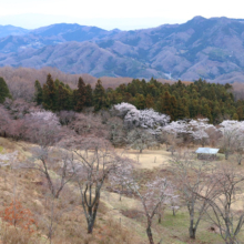 美の山公園桜の画像