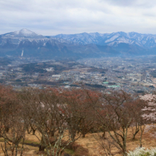 美の山公園桜の画像