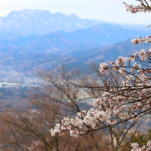 美の山公園桜の画像