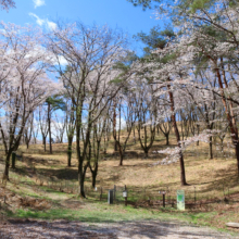 野土山の桜の画像