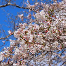 野土山の桜の画像