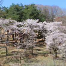 野土山の桜の画像