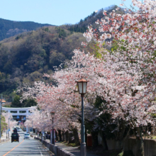 宝登山参道桜並木の画像