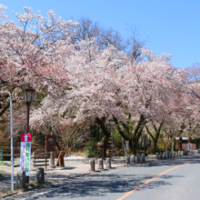 宝登山参道桜並木の画像