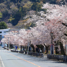 宝登山参道桜並木の画像