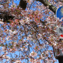 宝登山参道桜並木の画像