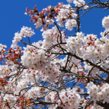 宝登山参道桜並木の画像