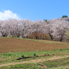 野土山の桜の画像