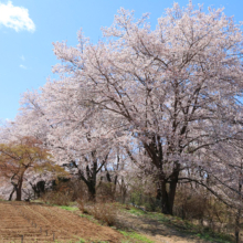 野土山の桜の画像