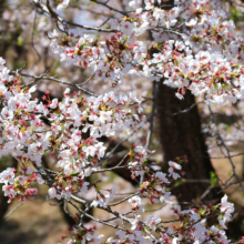 野土山の桜の画像