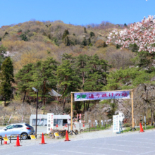 長瀞通り抜けの桜の画像