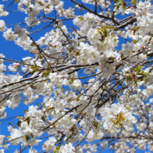 長瀞通り抜けの桜の画像