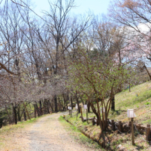 長瀞通り抜けの桜の画像