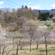 長瀞通り抜けの桜の画像