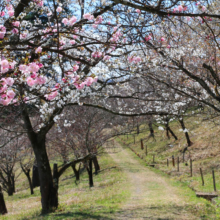 長瀞通り抜けの桜の画像