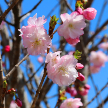 長瀞通り抜けの桜の画像