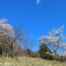 長瀞通り抜けの桜の画像