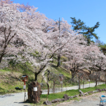 長瀞通り抜けの桜の画像