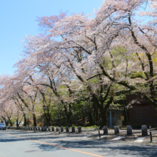 宝登山参道桜並木の画像