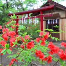 蓬莱島ヤマツツジ