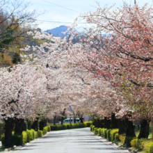 長瀞北桜通りの画像