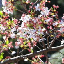 長瀞北桜通りの画像