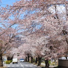 長瀞北桜通りの画像