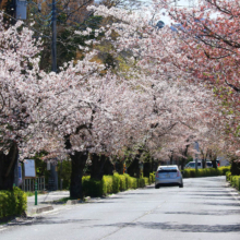 長瀞北桜通りの画像