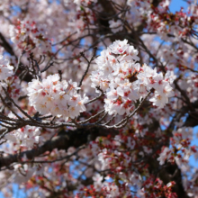 長瀞北桜通りの画像