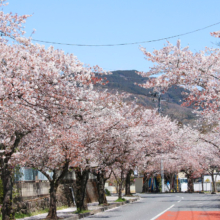 長瀞北桜通りの画像