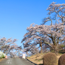 美の山公園桜の画像