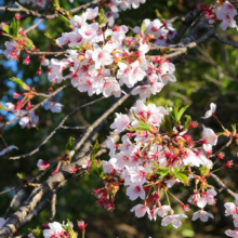 美の山公園桜の画像