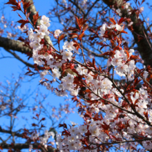 美の山公園桜の画像