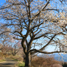 美の山公園桜の画像