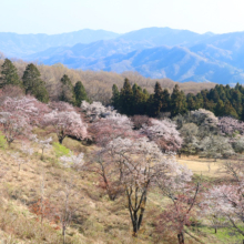 美の山公園桜の画像