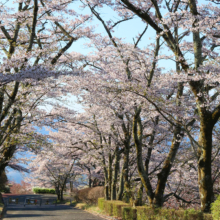 美の山公園桜の画像