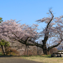 美の山公園桜の画像