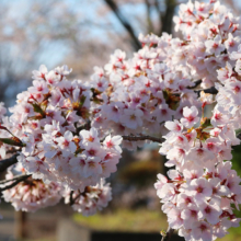 美の山公園桜の画像